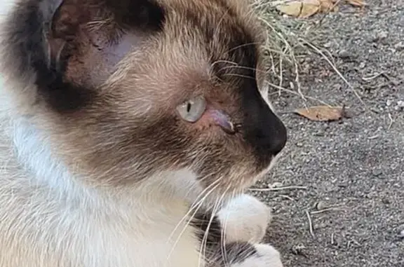 Найдена кошка, Воронеж, фото: Кошка найдена: ул. 30-летия Октября, 56