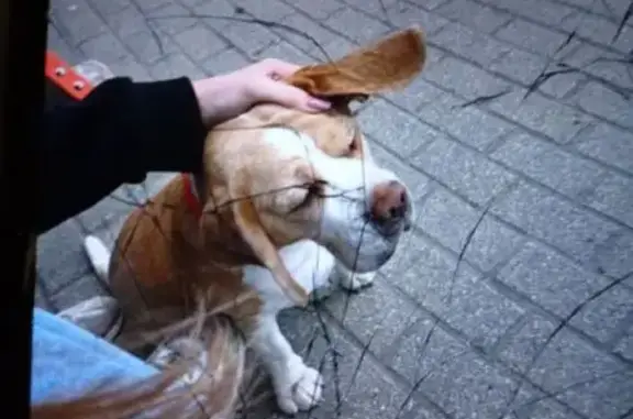 Собаки потеряшки, Ярославль, фото: Потеряшка собака, Красноборская ул., Ярославль