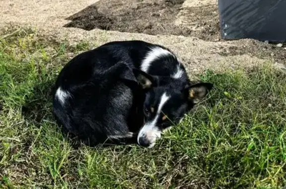 Собака найдена: Киевская ул., Симферополь