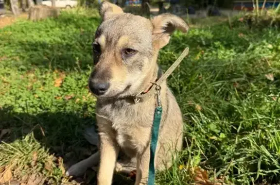 Пропала собака, Иваново, 4-я Деревенская, 50