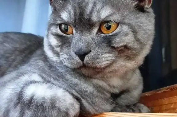 Пропала кошка, ул. Маяковского, Сыктывкар