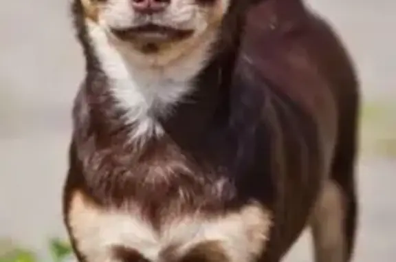 Собаки потеряшки, , фото: Потеряшка чихуахуа, дер. Каменщина, Телеши