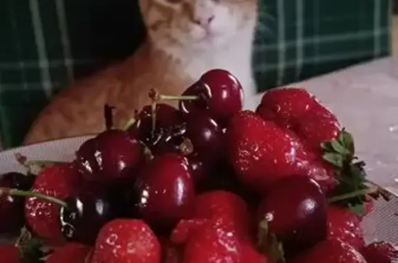 Кошки потеряшки, Москва, фото: Потеряшка рыжая кошка, Лесная ул., Москва