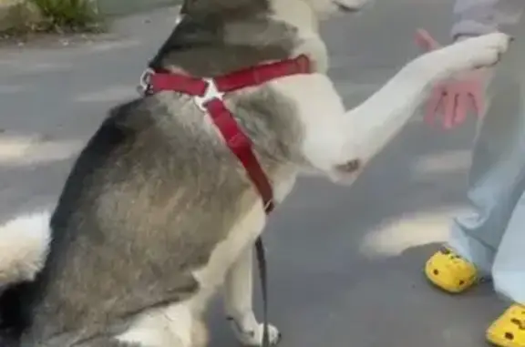 Собака найдена, ул. Михеева, 4Б, Тула