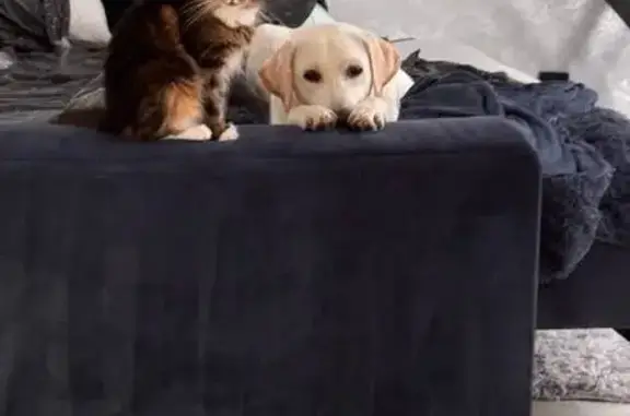 Пропала кошка, ул. Сухомлинского, 1 к4