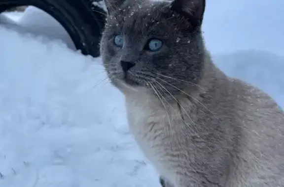 Кошки потеряшки, Нижегородская область, фото: Потеряшка кошка, Дзержинск, Нижегородская