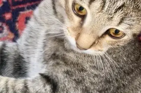 Пропал котёнок, ул. Серпуховская, Пенза