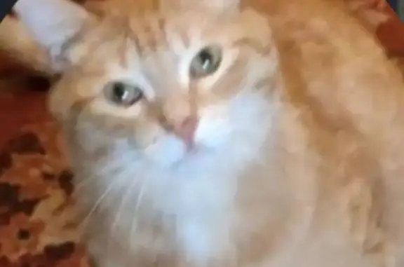 Кошки потеряшки, Уфа, фото: Потеряшка кошка, Павлика Морозова, Уфа