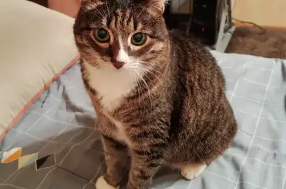 Пропала кошка на Пролетарской, 53, Йошкар-Ола