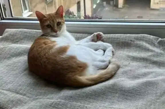 Пропала кошка на окружной дороге Великого Новгорода