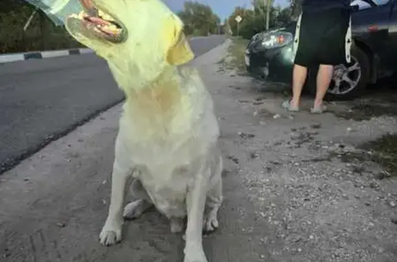 Найдена собака, Большие Дворы, фото: Лабрадор найден: Дзержинского, 5, Большие Дворы