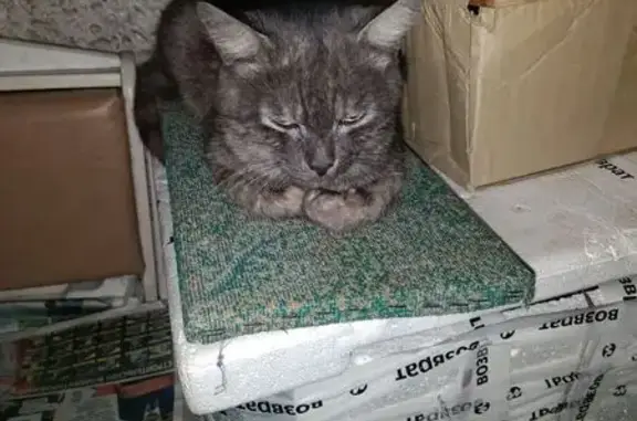Кошка найдена, ул. Мичмана Павлова 34