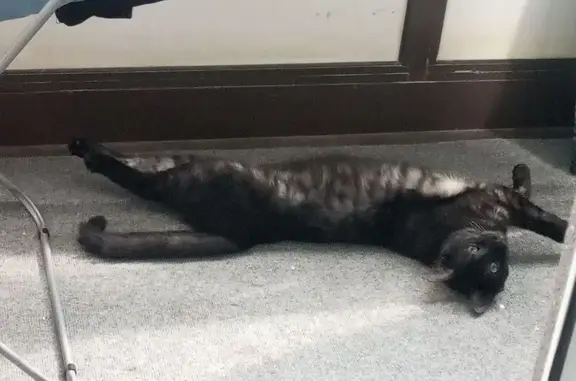 Пропала кошка, Плесецкая ул., 16, СПб