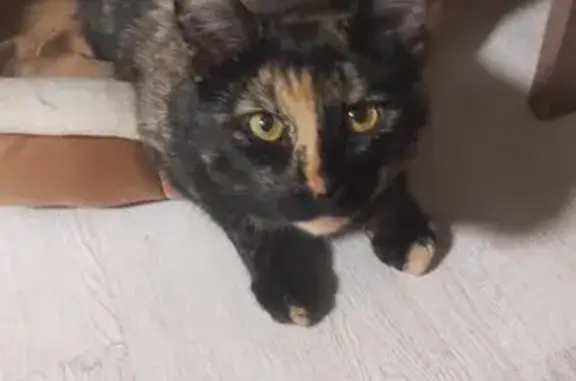 Найдена кошка, Ленинградская область, фото: Кошка найдена, Фёдоровское, Ленобласть