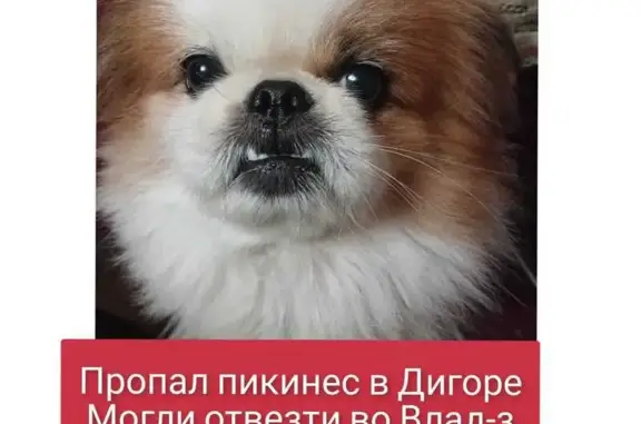 Пропала собака, Дигора, Северная Осетия