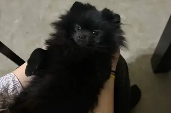 Пропал черный шпиц, Поддубный пер., 3А