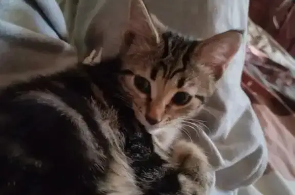 Кошки потеряшки, Петрозаводск, фото: Потеряшка кошка на Попова, 6, Петрозаводск