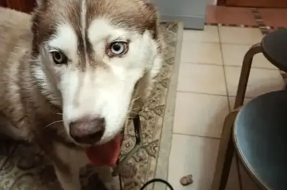 Найдена собака, Аксай, фото: Найдена хаски, ул. Коминтерна, 139Б, Аксай