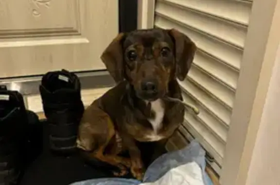 Собаки потеряшки, Московская область, фото: Потеряшка собака в МО, адрес 46К-1260