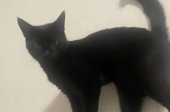 Кошки потеряшки, Калуга, фото: Потеряшка кошка, ул. П. Тарасова, Калуга