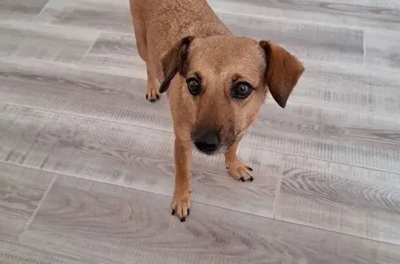 Собаки потеряшки, Астрахань, фото: Потеряшка собака, Ереванская 1 с84, Астрахань