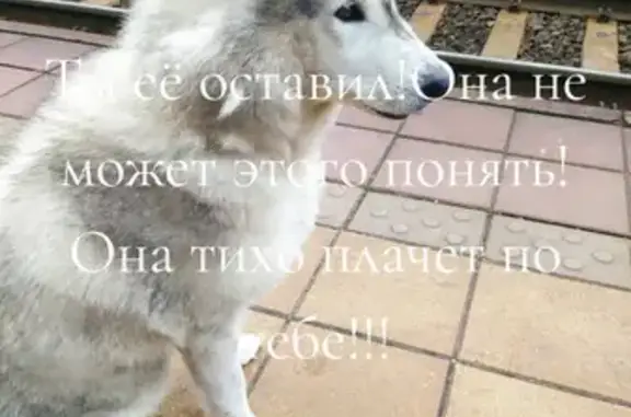 Найдена собака, Минская область, фото: Хаски найдена в Заболотском сельсовете