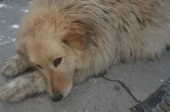 Собаки потеряшки, Московская область, фото: Потеряшка собака в Вертлино, МО