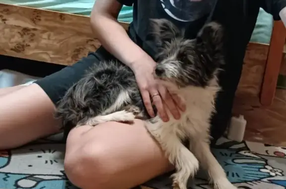 Собаки потеряшки, Москва, фото: Потеряшка собака, ул. Говорова 5, Москва