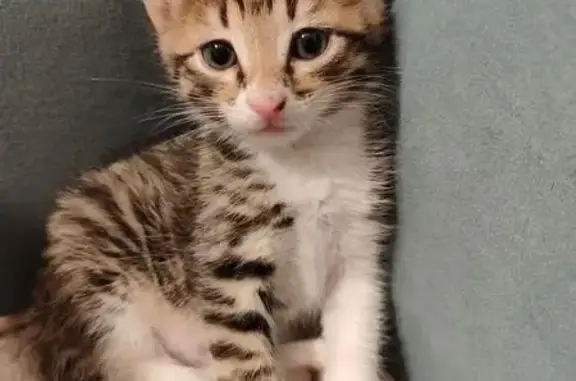 Пропала кошка, Кавалерийская 42, Иваново