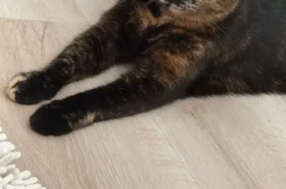 Пропала кошка, Садовая 6, Уссурийск