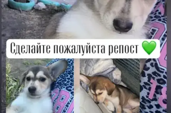 Найдена собака: ул. Грамши, 10, Ростов-на-Дону