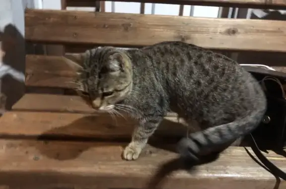 Ласковая кошка у подъезда Боровское ш. 20к1