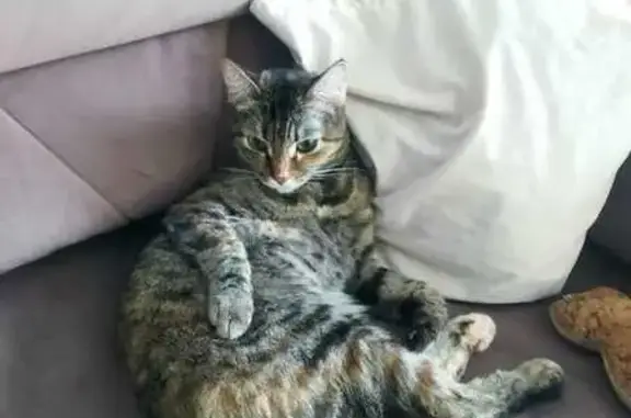 Пропала кошка Масяня, Верх-Тулинский