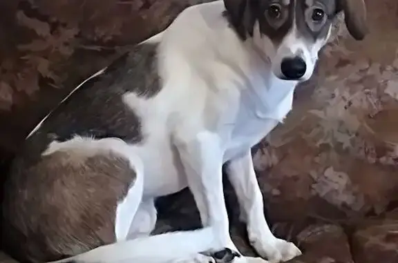 Пропала собака, Волчанский пер., 2А