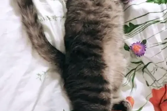 Пропала кошка, Тайнинская ул., 6, Мытищи