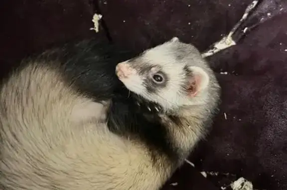 Пропал хорек, Омск, ул. Химико...