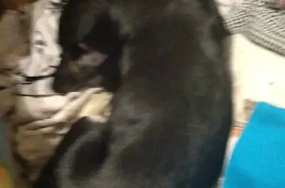 Найдена собака, Новороссийск, фото: Собака найдена: Элеваторная 22, Новороссийск