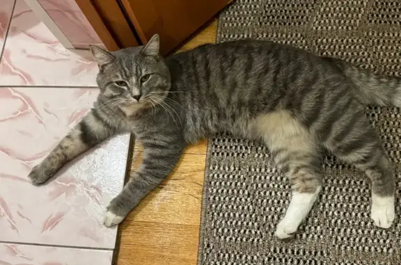 Найдена кошка, Красноярск, фото: Кошка найдена: ул. Гладкова, Красноярск