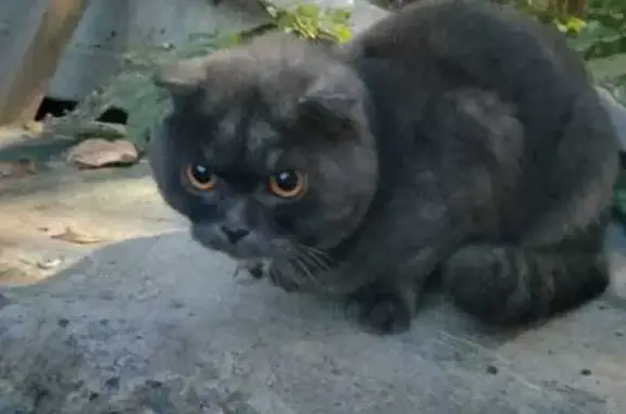 Найдена кошка, Томск, фото: Шотландская кошка найдена, Томск, Ферганская