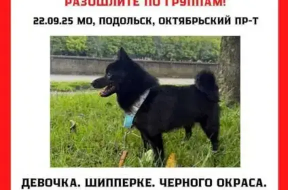 Собаки потеряшки, Подольск, фото: Потеряшка мини овчарка, Подольск, Окт. пр., 7А