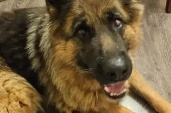 Найдена собака, Верхняя Пышма, фото: Собака найдена: Кривоусова 18Д, Верх. Пышма