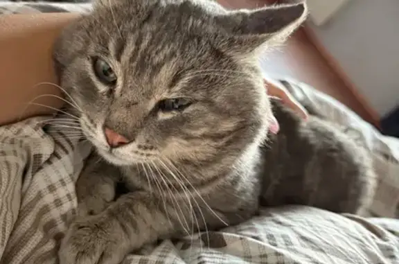 Найдена кошка, Красноярск, фото: Найдена кошка, Красноярск, ул. 4-я Дальневосточная