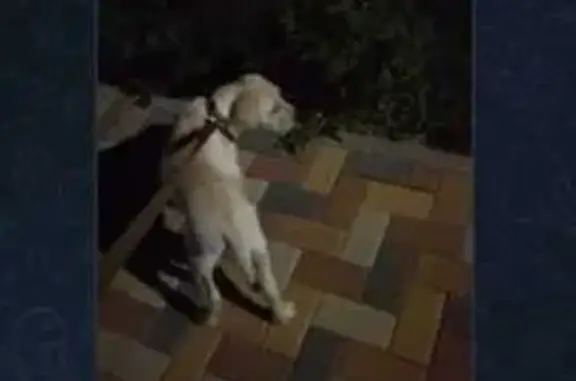 Пропала собака, Ставропольский край