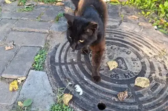 Найдена кошка, ул. Марии Ульяновой, 23