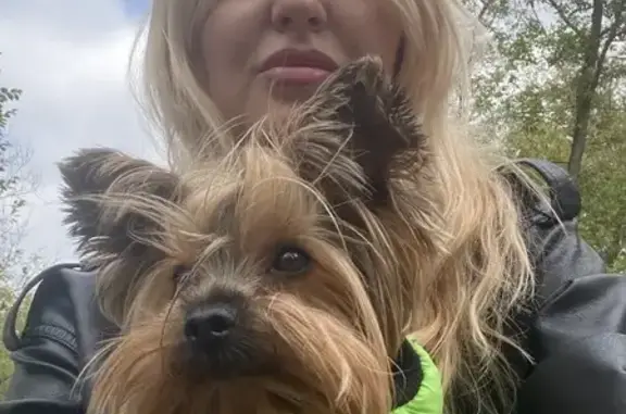 Собаки потеряшки, , фото: Потеряшка собака, Пушкинская ул., Ижевск