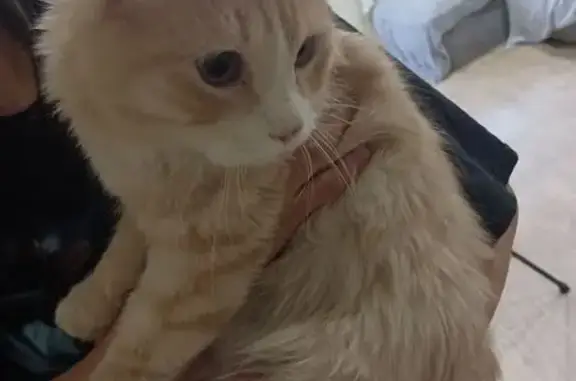 Нашлась рыжая кошка, Антона Петрова 260