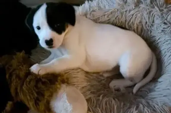 Найдена собака, Люберцы, фото: Собака найдена: Хлебозаводской пр., 341Б