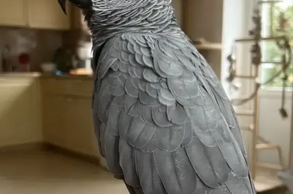 Пропала птица Жако, Новокузнецкая 15, Самара