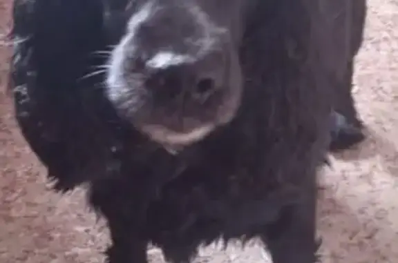 Собаки потеряшки, Слюдянка, фото: Потеряшка собака, Советская 33, Слюдянка