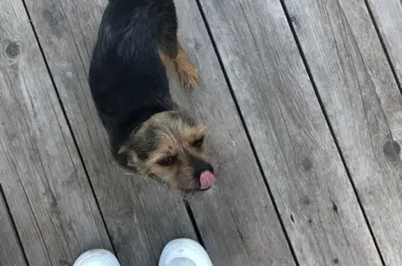 Собаки потеряшки, Хабаровск, фото: Потеряшка собака, Выборгская ул., Хабаровск